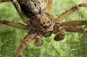 Philodromus_aureolus_D8179_Z_87_Bij afgraving_Nederland